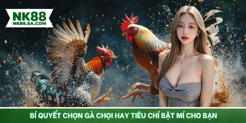 Bật mí cách chọn thần kê từ người giàu kinh nghiệm