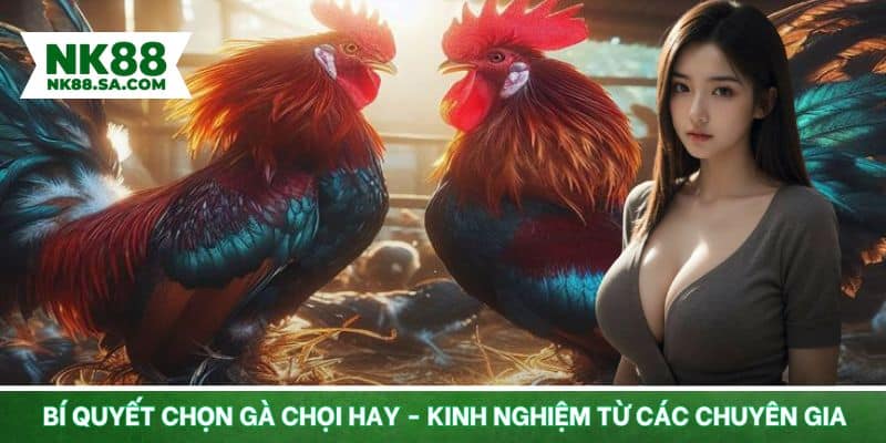 Bí quyết chọn gà chọi hay