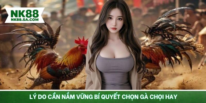 Vì sao cần nắm chắc các bí quyết chọn gà chọi hay?